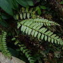 Imagem de Polystichum formosanum Rosenst.