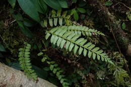 Polystichum formosanum Rosenst. resmi