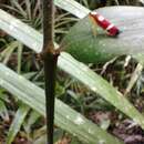 Erythrogonia phoenicea (Signoret 1853) resmi