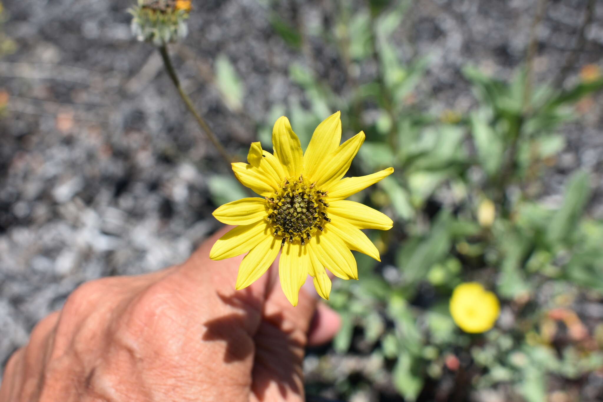 Слика од Helianthus niveus (Benth.) Brandeg.