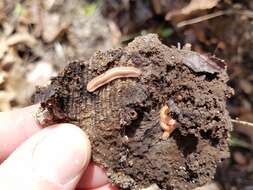 Image of Brachycybe lecontii Wood 1864