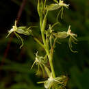 Image of Habenaria petraea Renz & Grosvenor