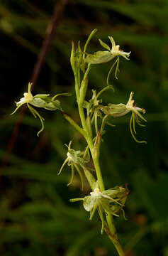 Image of Habenaria petraea Renz & Grosvenor