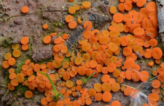 Image of Byssonectria deformis (P. Karst.) U. Lindem. & M. Vega 2015