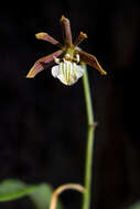 Image de Prosthechea squalida (Lex.) Soto Arenas & Salazar