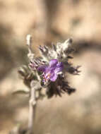 Image of desert lavender