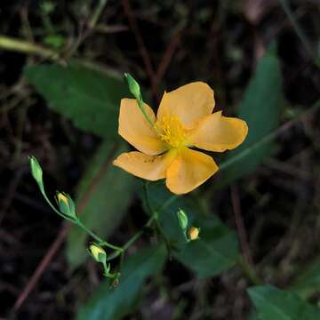 صورة Hypericum harperi R. Keller