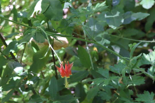 Aquilegia eximia Van Houtte ex Planch.的圖片