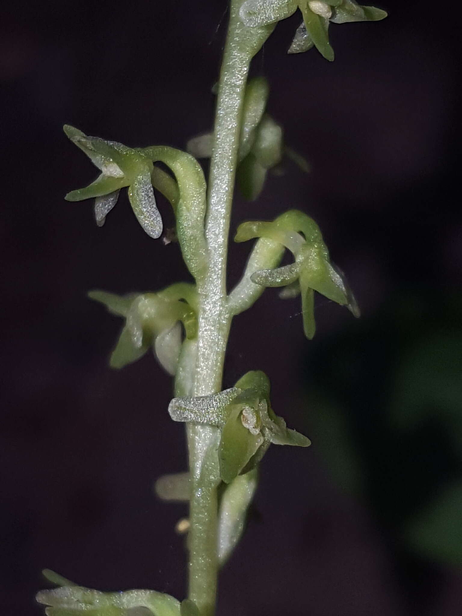 Image of Alaska Rein Orchid