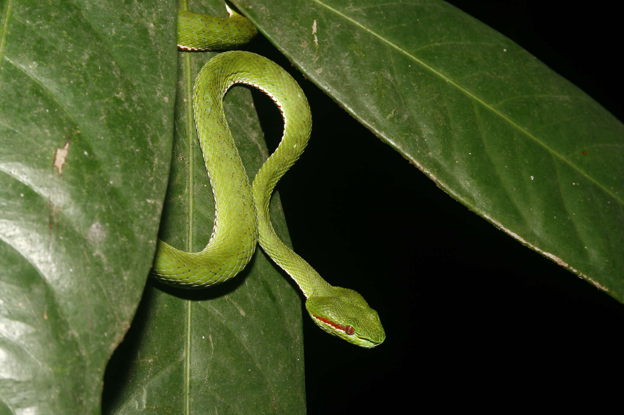 Image of Pope's pit viper