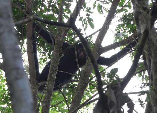 Image of Red-faced Spider Monkey