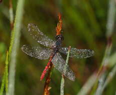 Image of Eastern Pygmyfly