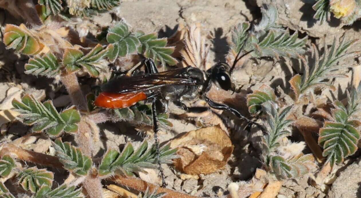 Image of Mud dauber