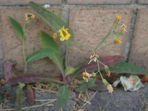 Image of Ixeris chinensis (Thunb.) Kitag.