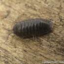 Imagem de Armadillidium pallasii Brandt 1833