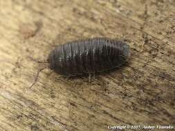 Image of Armadillidium pallasii Brandt 1833