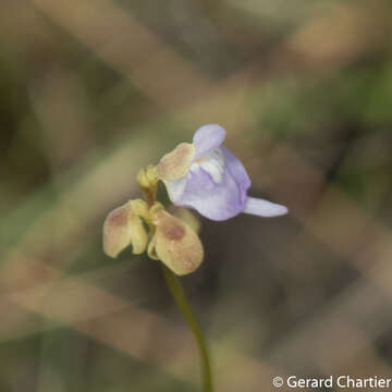 Image de Utricularia caerulea L.