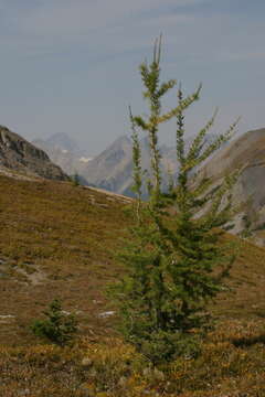 Image of Alpine Larch