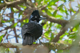 Image of Amazonian umbrellabird
