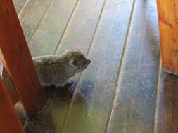 Image of Tree hyrax