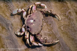 Image of three-spot swimming crab