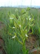 Habenaria clavata (Lindl.) Rchb. fil. resmi