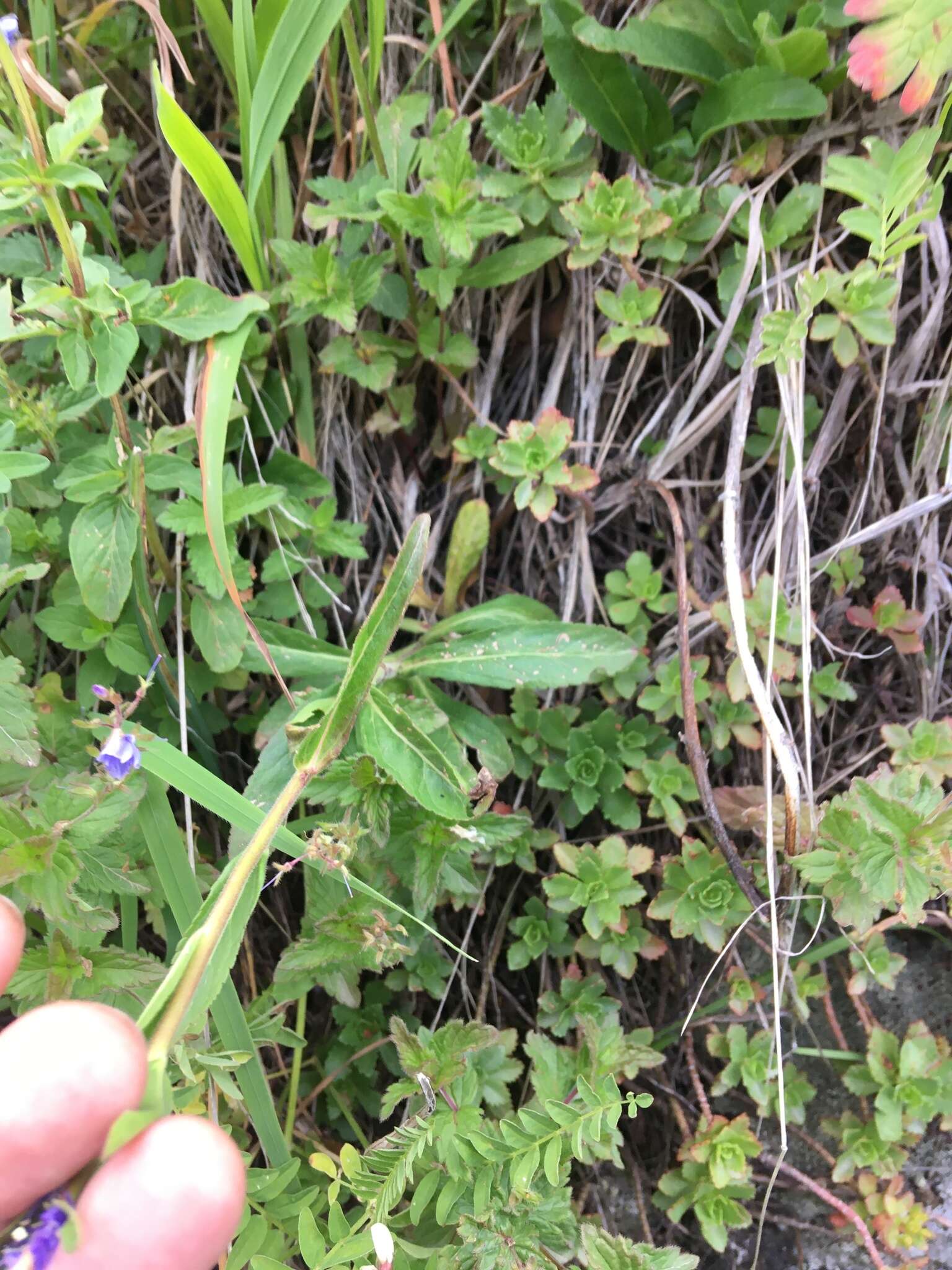 Sivun Veronica spicata subsp. porphyriana (Pavl.) A. Jelen. kuva