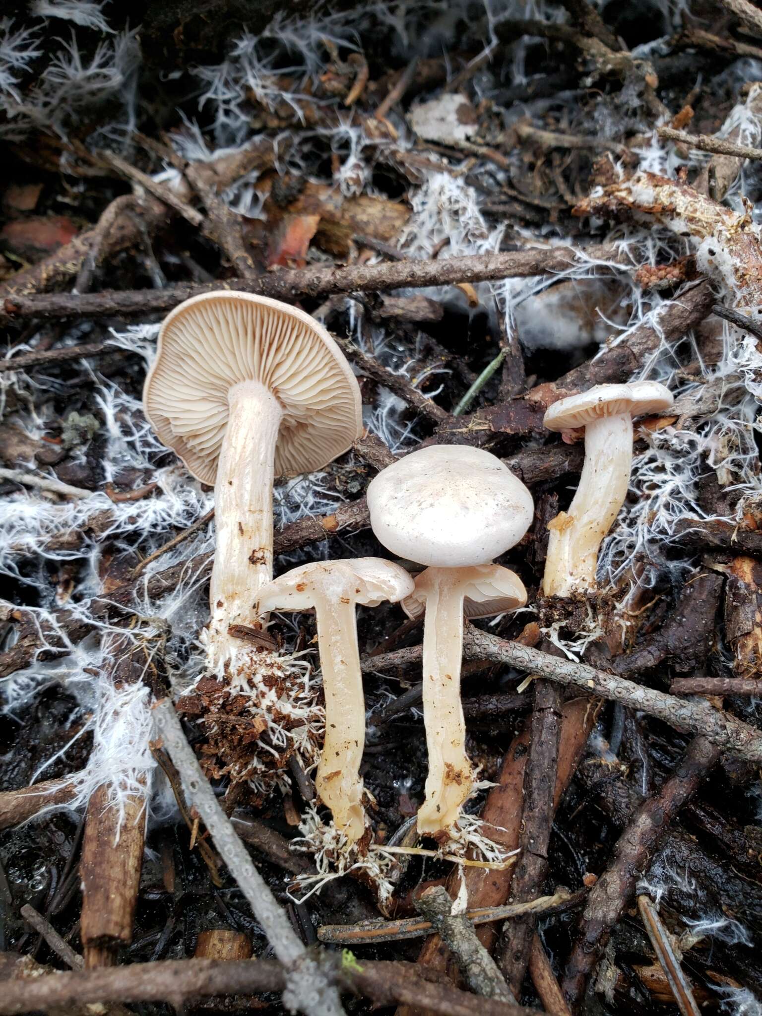 Image of Clitocybe albirhiza H. E. Bigelow & A. H. Sm. 1963