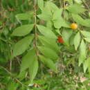 Sivun Myrciaria tenella (DC.) O. Berg kuva
