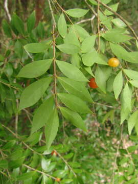 Image of Myrciaria tenella (DC.) O. Berg