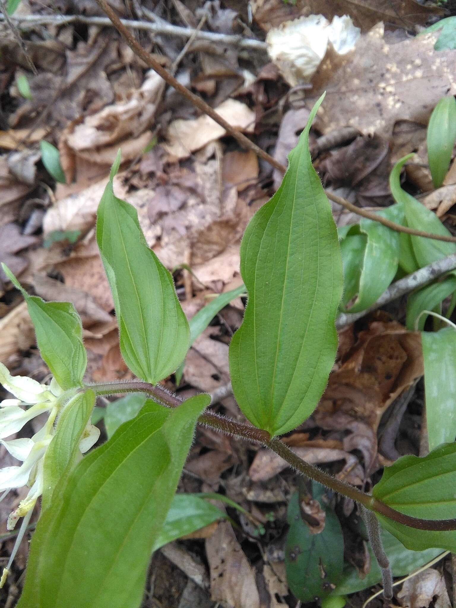 Prosartes maculata (Buckley) A. Gray的圖片