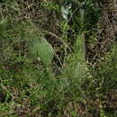 Image of Opuntia megapotamica Arechav.