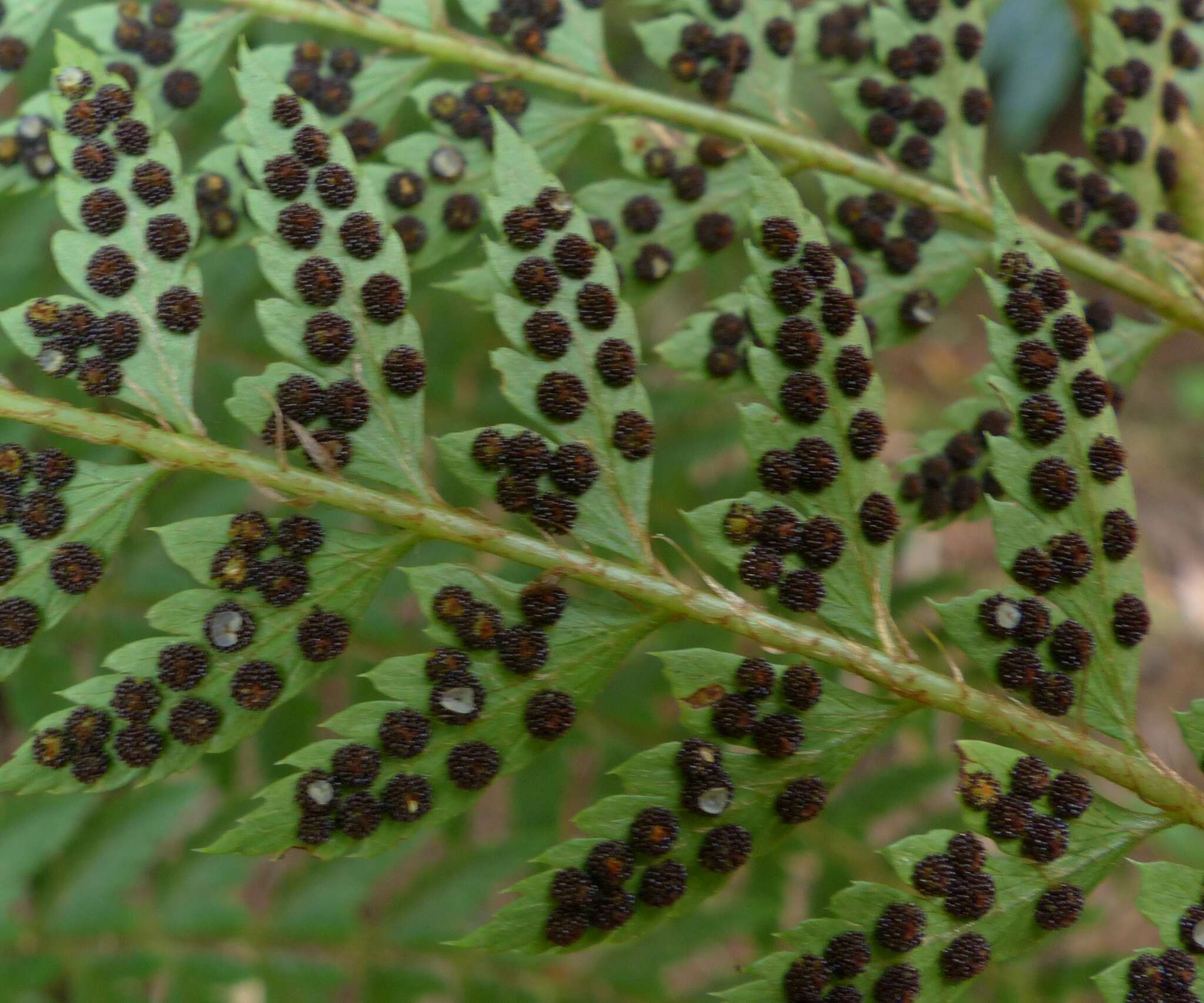 Imagem de Polystichum ammifolium (Desv.) C. Chr.