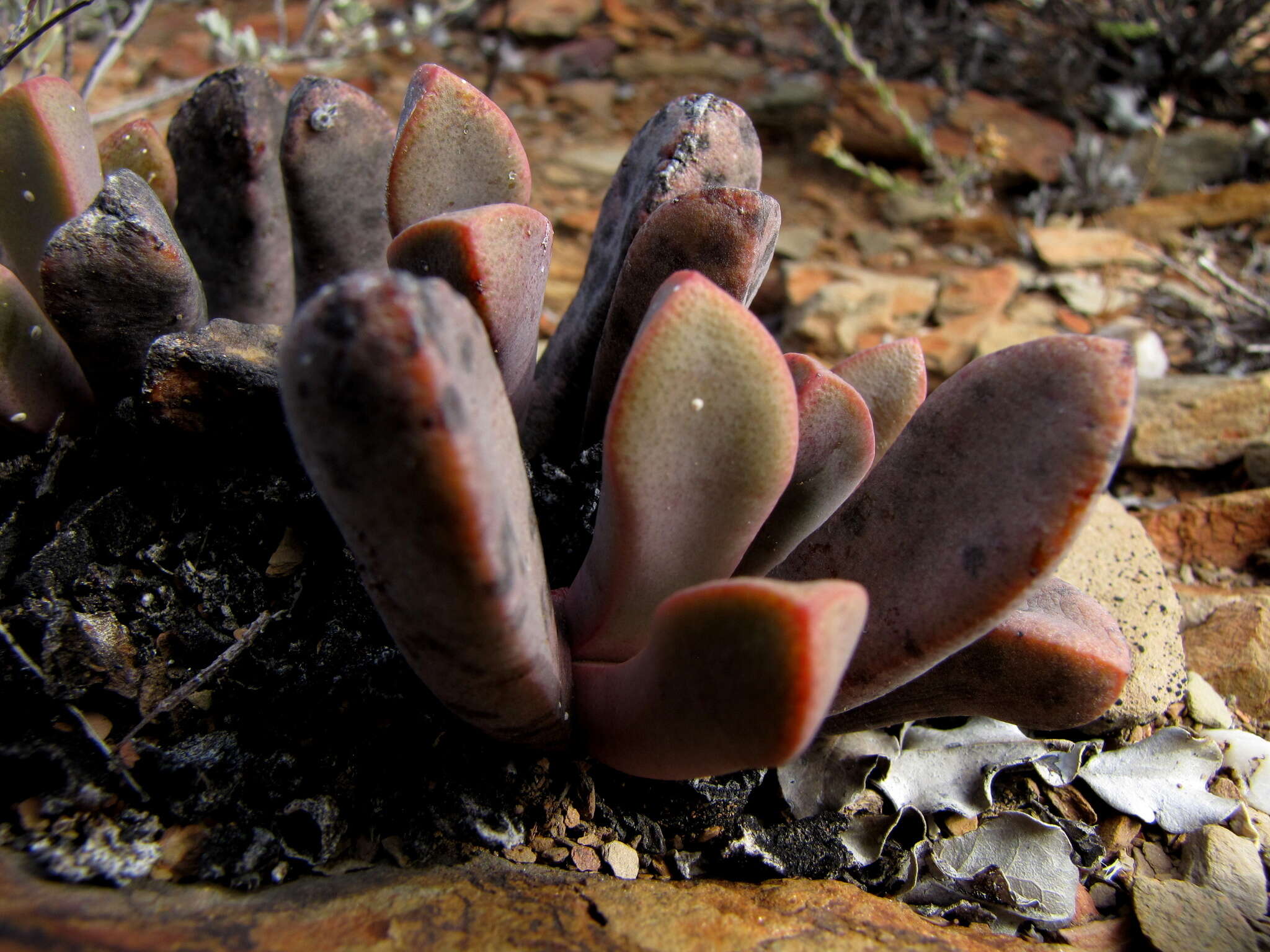 Image of living stone succulent