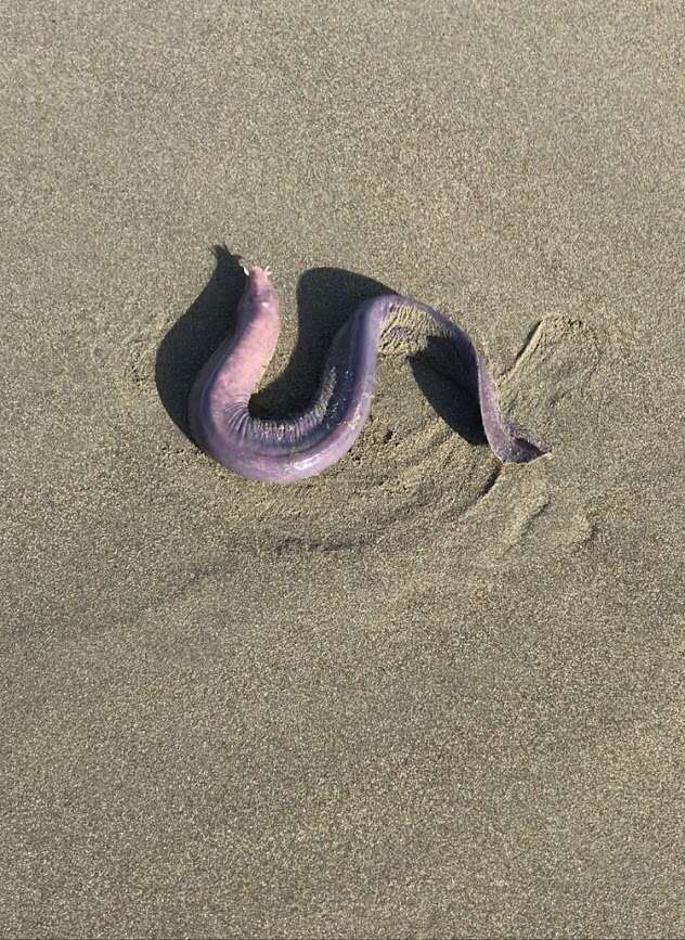 Image of Blind Eel