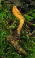 Cordyceps militaris (L.) Fr. 1818 resmi