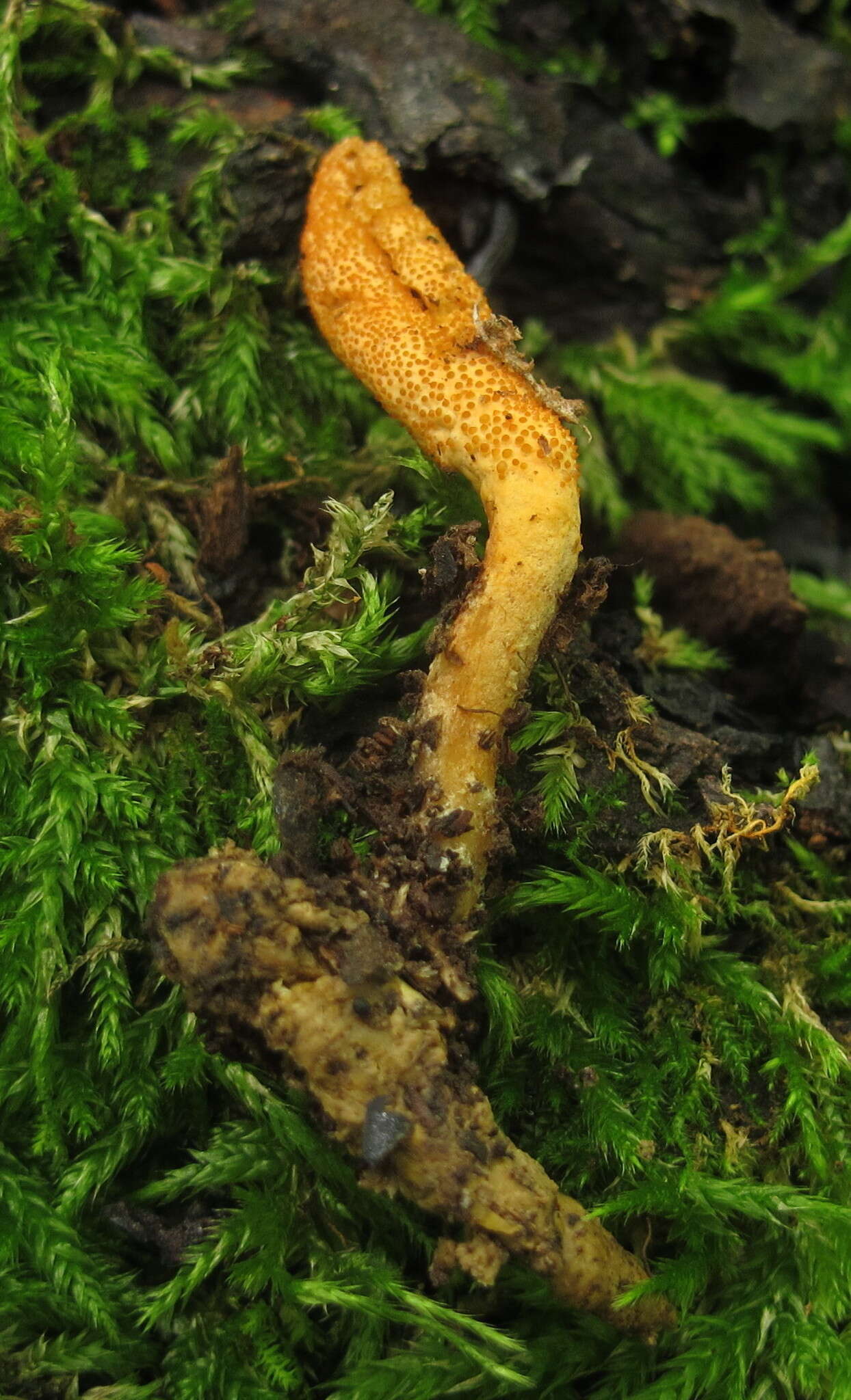 Plancia ëd Cordyceps militaris (L.) Fr. 1818