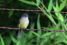 Image of Sooty-headed Tyrannulet