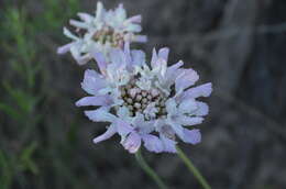 Image of Lomelosia songarica (Schrenk ex Fischer & Meyer) J. Soják