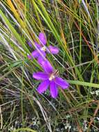 Слика од Scaevola ramosissima (Smith) K. Krause