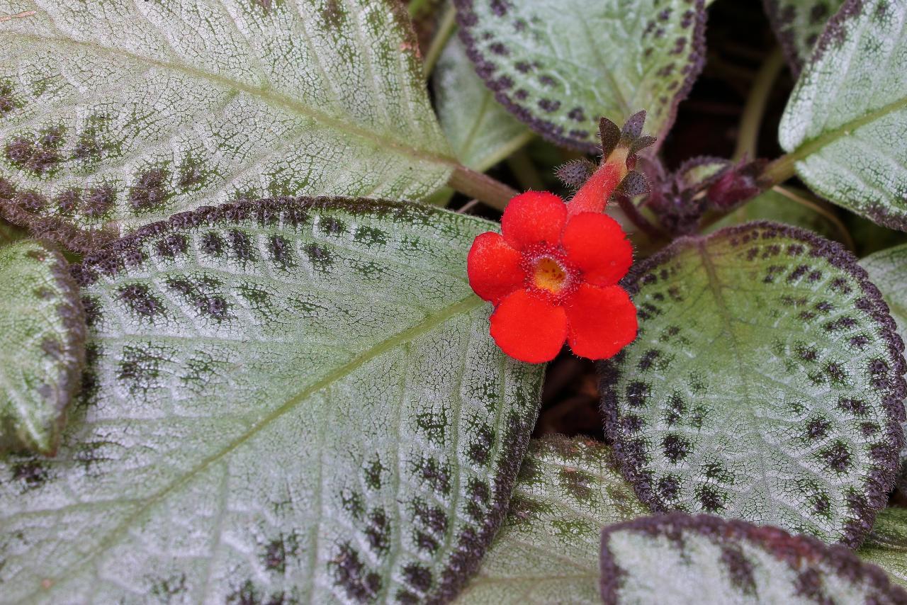 Episcia cupreata (rights holder: Mauricio Mercadante)