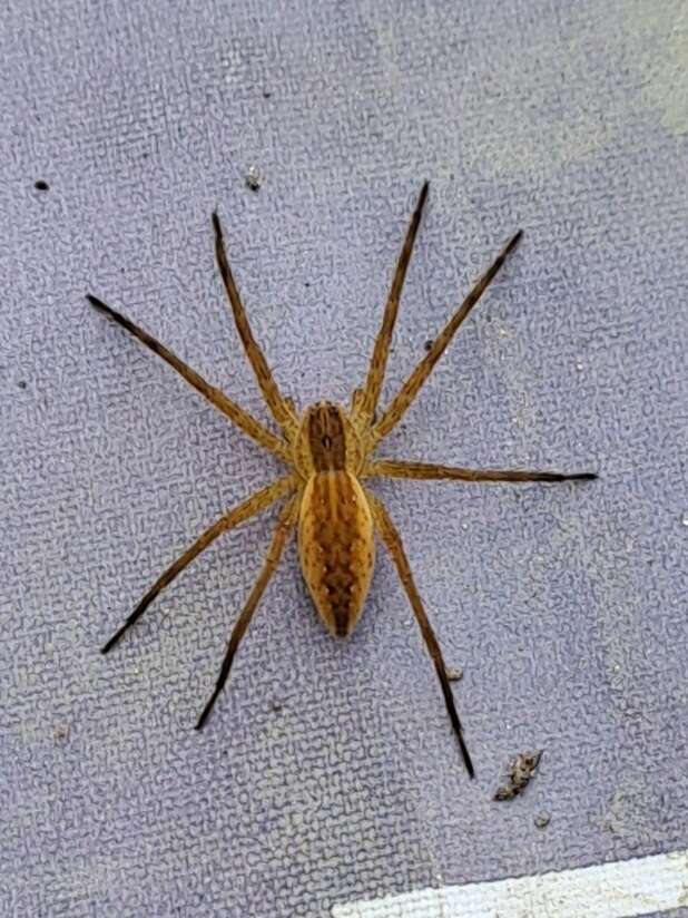 صورة Dolomedes sulfureus L. Koch 1878