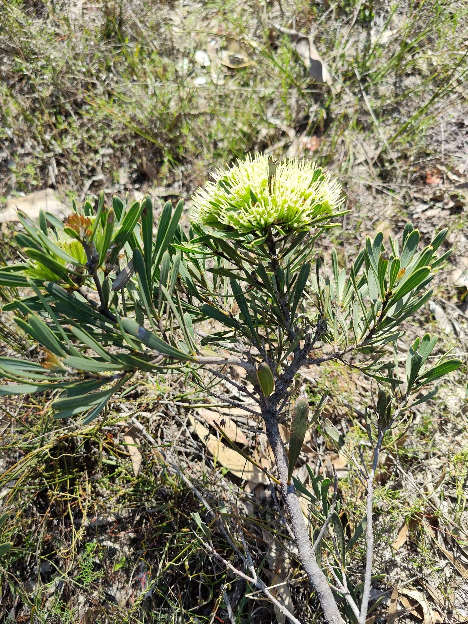 Image of Hakea corymbosa R. Br.