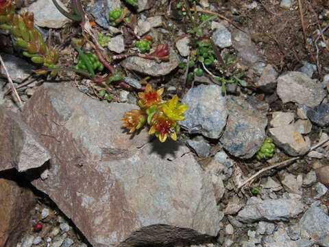 Image of Sedum alpestre Vill.