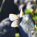 Image of <i>Polyommatus kamtshadalis</i>