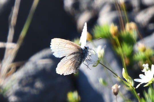 Image of <i>Polyommatus kamtshadalis</i>