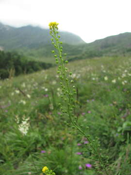 Image of ball mustard