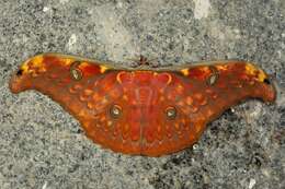 Image of Antheraea larissa (Westwood 1847)