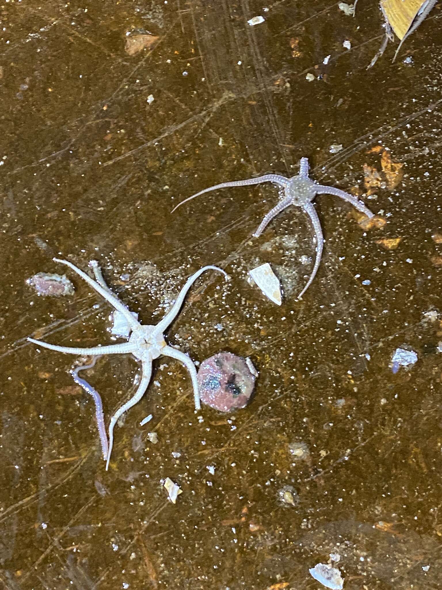 Image of Notched brittle star