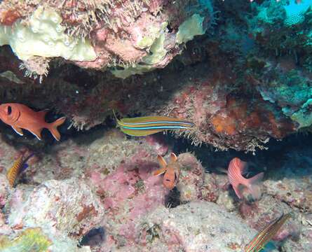 Image of Blue-stripe blenny